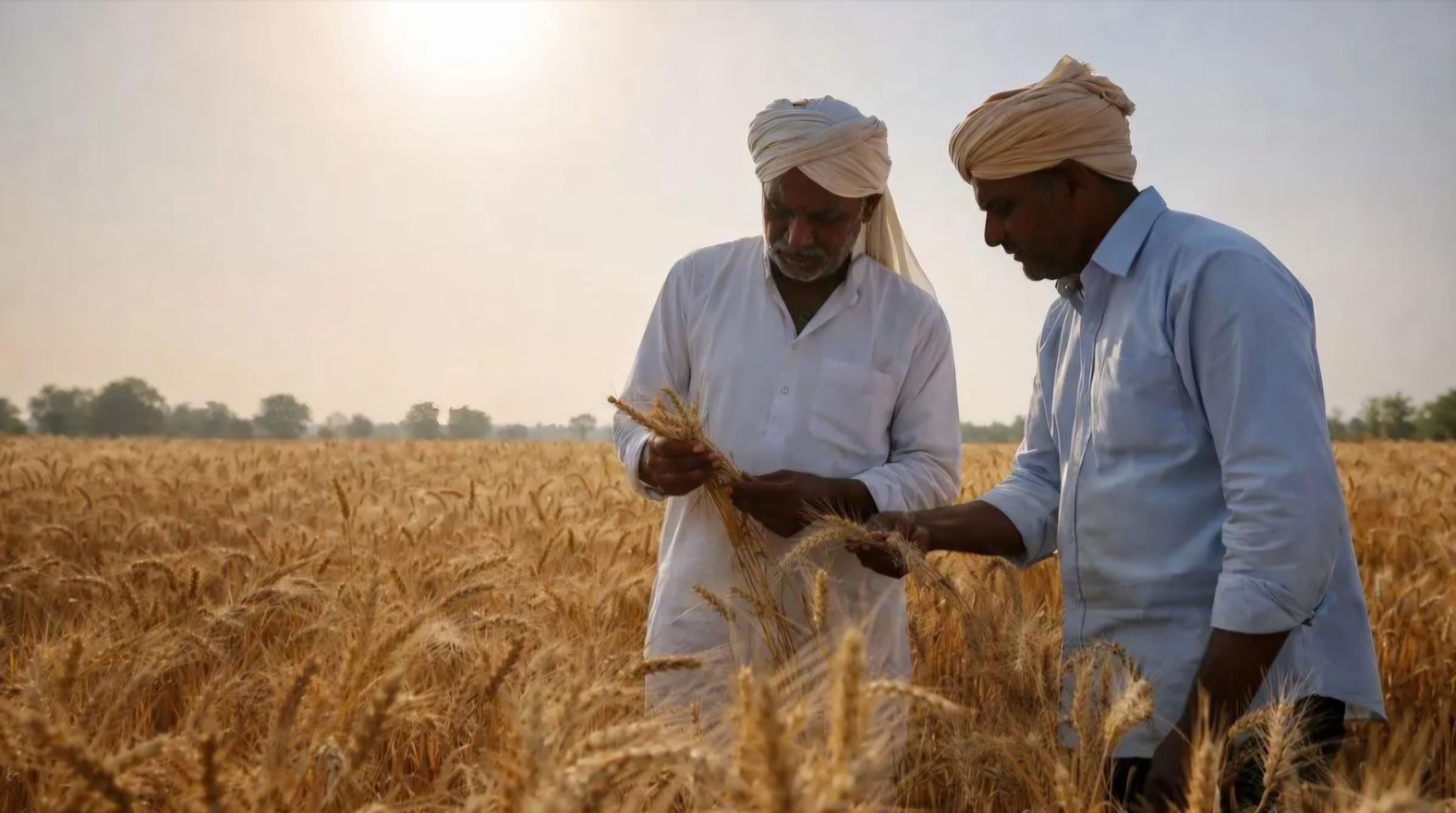 On-Field Agronomic Scouting & Crop Inspection