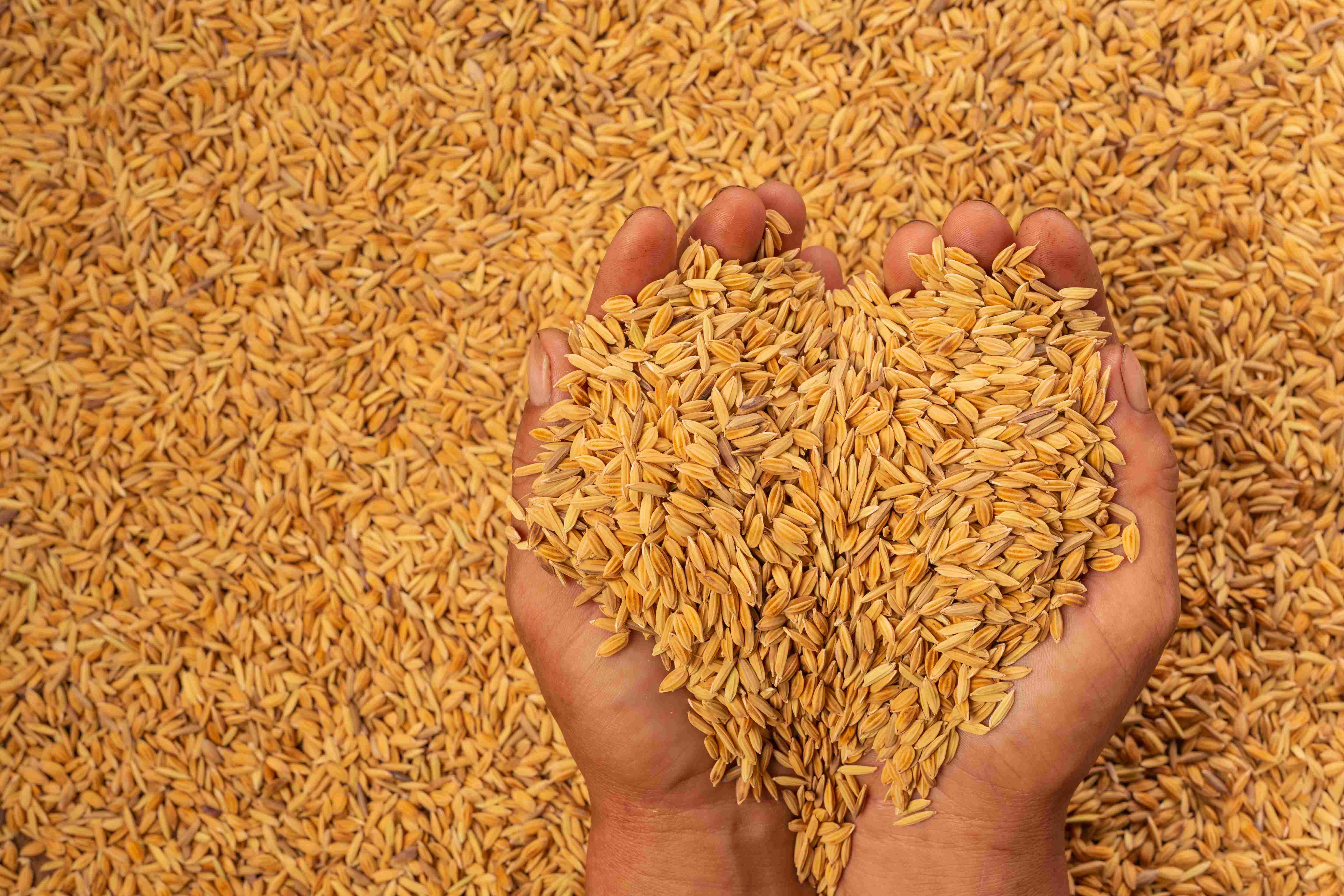 Non-Basmati & Indigenous Aromatic Paddy
